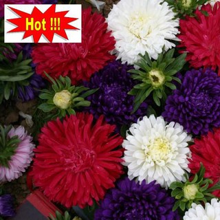 Hạt giống Cúc magic 50 hạt nhiều màu