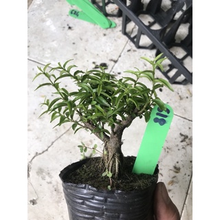 mai chiếu thuỷ bonsai mini