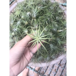 Cây không khí Thạch Thảo