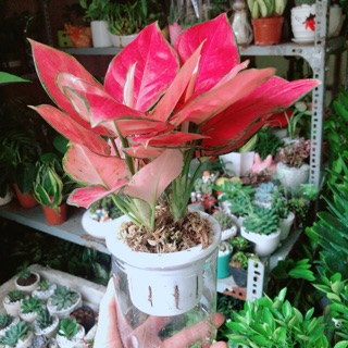 Chậu Cây Vạn Lộc Hồng Thuỷ Sinh