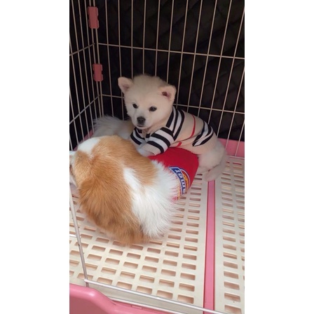 Quần áo thú cưng, áo cadigan len cho chó mèo siêu xinh
