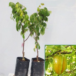 Cây giống khế ngọt (4 thánh cho trái)