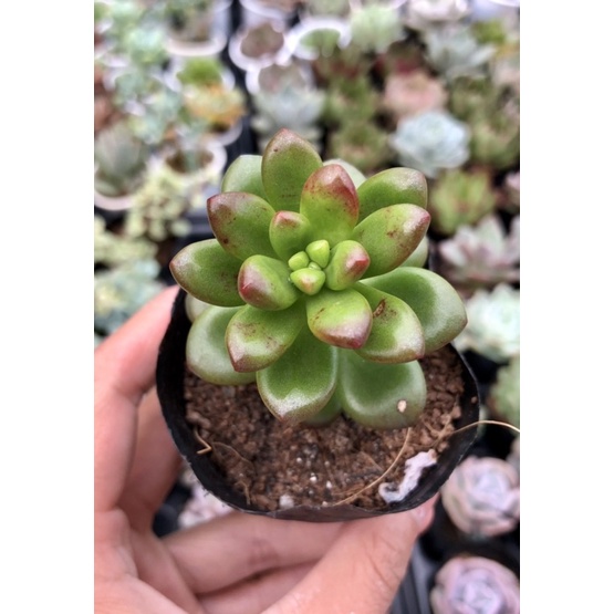 Sen Đá Sỏi Thơm Size Bầu 5cm Hư 1 Đổi 1 Cây Cảnh Trang Trí