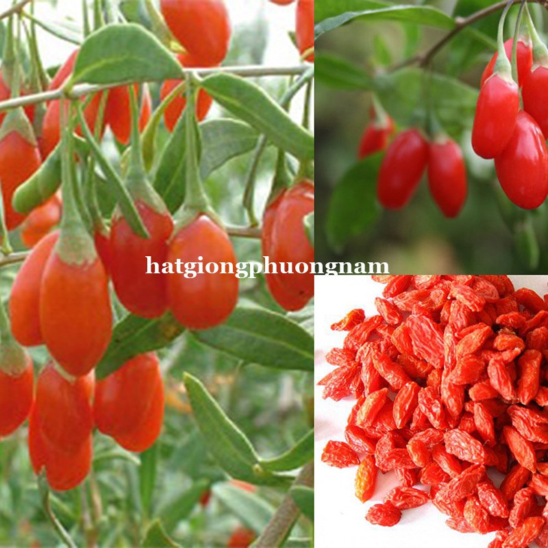 10H - HẠT GIỐNG CÂU KỶ TỬ