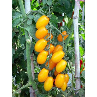 Hạt Giống Cà Chua Cherry Vàng Siêu Ngọt- Gói 50 Hạt