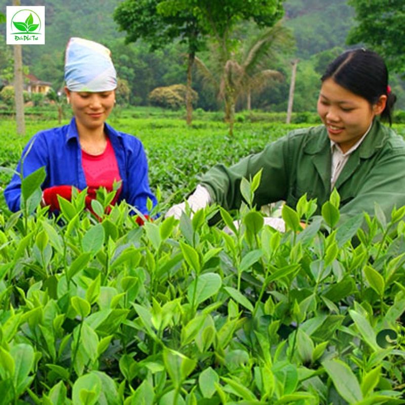 Trà Thái Nguyên MÓC CÂU ĐẶC BIỆT, Sao tay thủ công truyền thống (VietGAP) | BigBuy360 - bigbuy360.vn