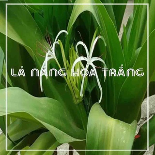 Lá Náng hoa trắng khô - Hàng chính hãng