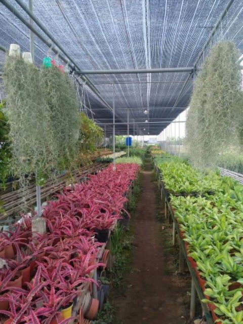 COMBO 10 M LƯỚI ĐEN che nắng made in Thailand ( khổ rộng 2 m×10m dài)