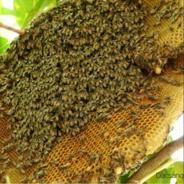 Combo 2 chai mật ong rừng 1000g