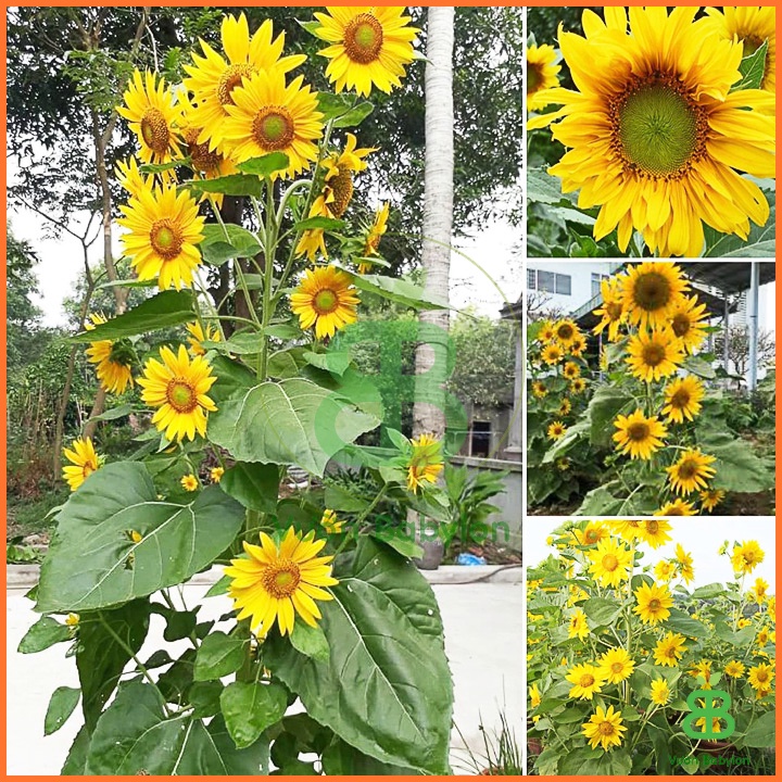 Hạt Giống Hoa Hướng Dương Siêu Bông Gói 30H