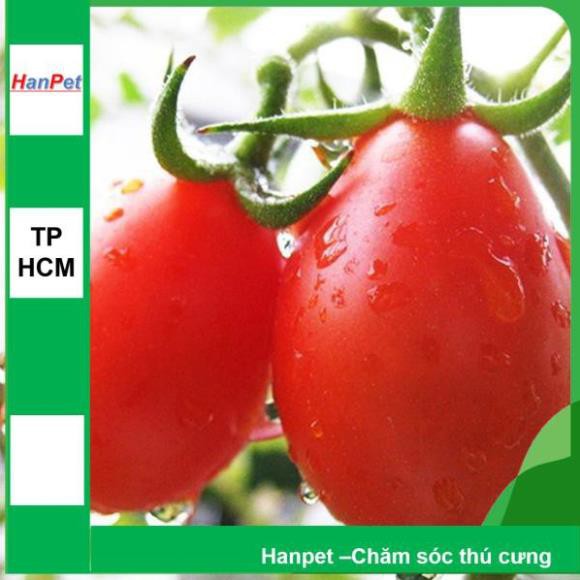 Hanpet.GV- (VƯỜN TRONG NHÀ) Hạt giống Cà chua hình lê (loại dài màu đỏ) Combo 30 hạt phù hợp khí hậu nhiệt đới- 1002