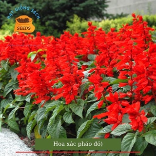 Hạt giống hoa xác pháo đỏ HOA TẾT 1 gói hạt kèm phân