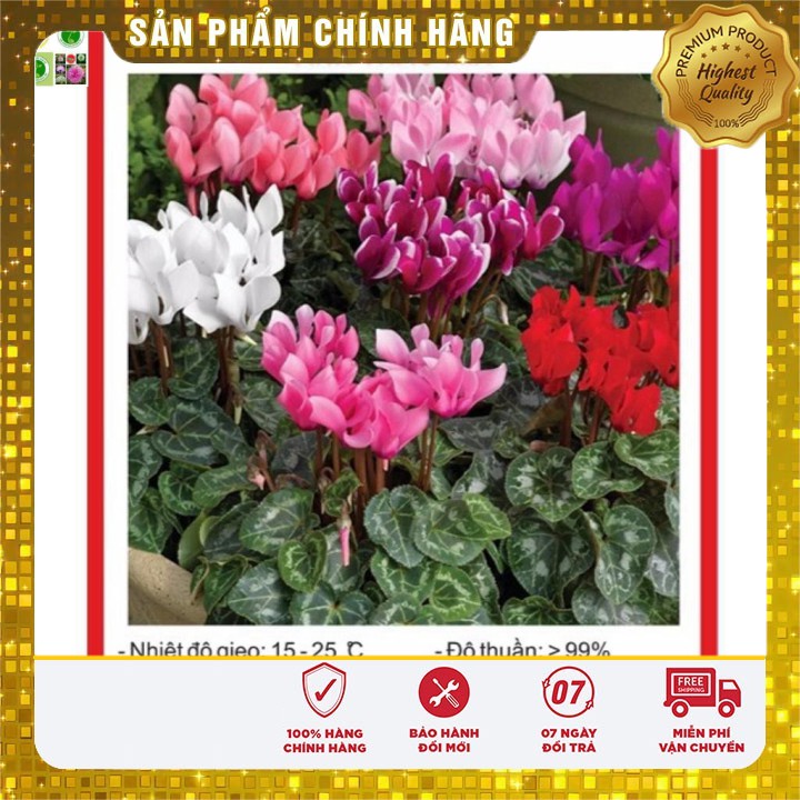 Hạt giống Hoa Anh Thảo Mix 5 Hạt