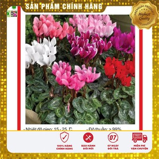 Hạt giống Hoa Anh Thảo Mix 5 Hạt