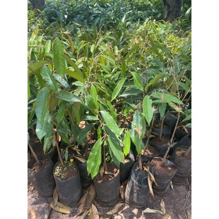 Cây giống sầu riêng ruột đỏ