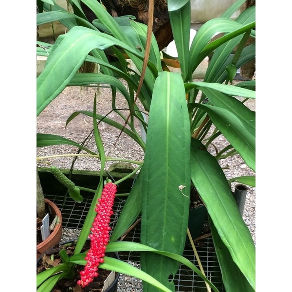 Chậu cứng anthurium bakeri