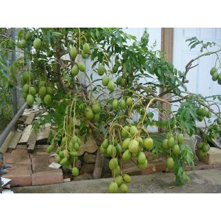 Cây cóc thái ...siêu trái