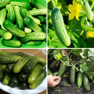 Hạt Giống Dưa Chuột Bao Tử
