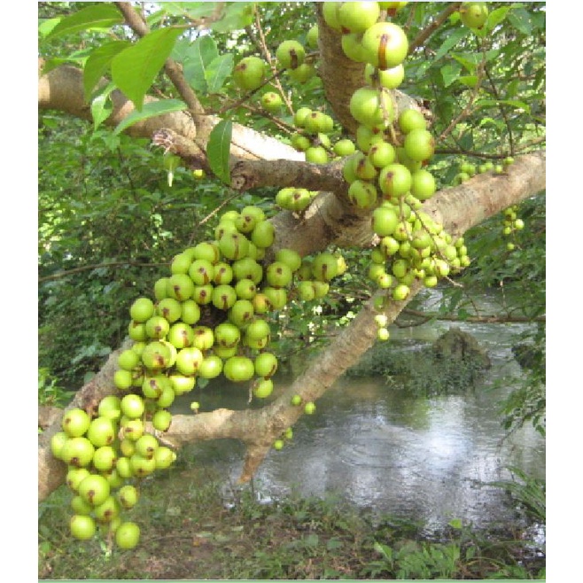 Hạt Giống Cây Sung Bonsai  - Gói 10 Hạt KNS298