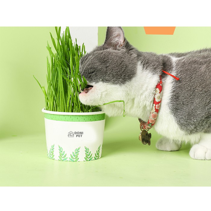 Hạt giống cỏ mèo dễ trồng tốt cho tiêu hóa bổ sung chất xơ giúp nôn búi lông