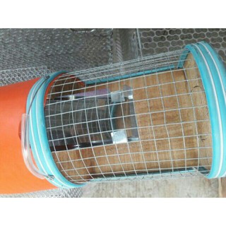 Lồng Bắt Chuột Thông Minh Size Trung  20cm-45cm
