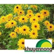 Gói 200 hạt giống hoa cúc tâm đen (susan- rudbeckia)