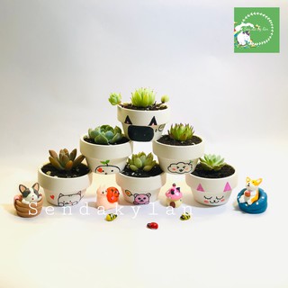 Freeship terrarium 🍀sen đá 🍀chậu đất nung mini
