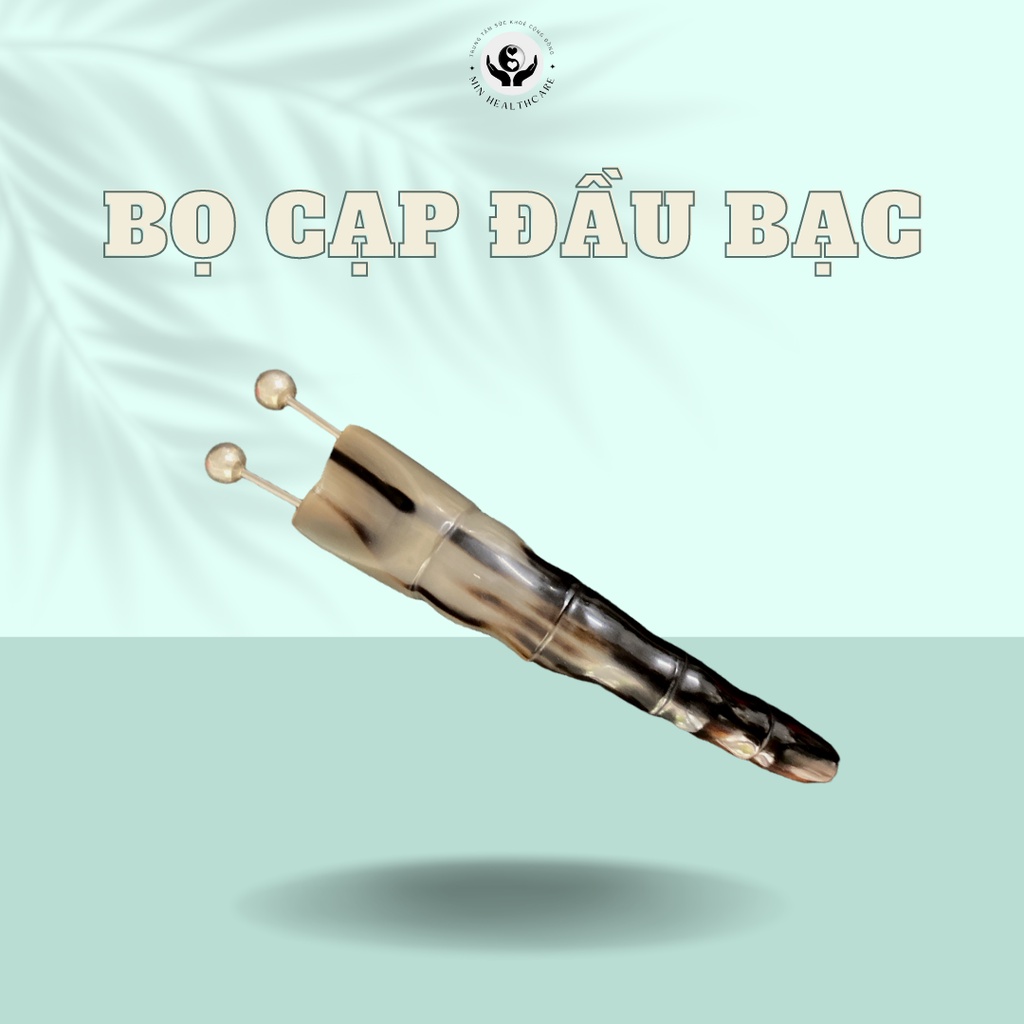Bọ Cạp Đầu Bạc Cạo Hàn Khí - Min Healthcare