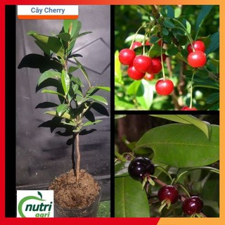 [NHẬP MÃ NUTR2882 GIẢM 10K] Cây Cherry nhiệt đới (Cherry chịu nhiệt brazil) giống sx tại Bến Tre cao khoảng 50-70cm