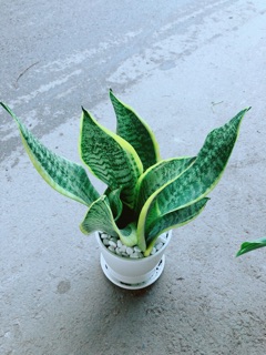 Chậu Lưỡi Hổ Cao
