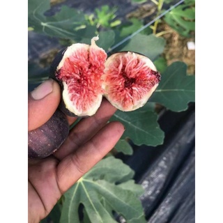 Cây sung mỹ  Purple Fig đang sẵn quả nhỏ