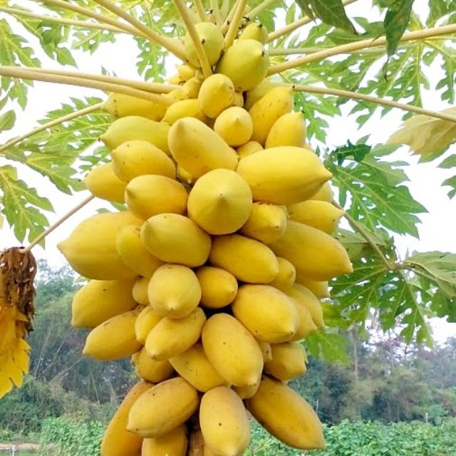Hạt giống đu đủ vàng lùn gói 5H