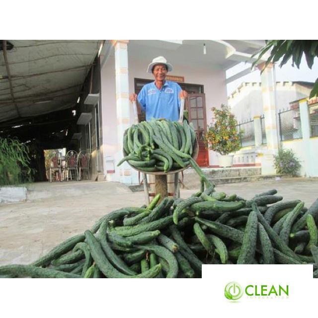 🍀HẠT GIỐNG DƯA CHUỘT KIẾM🍀 DƯA LEO NHẬT NẢY MẦM TRÊN 90%