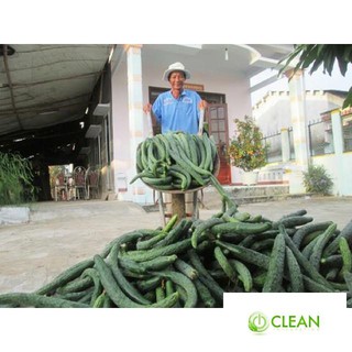🍀HẠT GIỐNG DƯA CHUỘT KIẾM🍀 DƯA LEO NHẬT NẢY MẦM TRÊN 90%