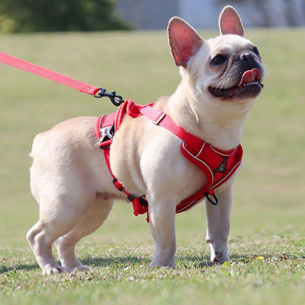 YNATURAL Breathable Small Dog Harness Leash Animal Leash Vest-style Dog Harness Anti-lost Dog Collar Dog Accessories Cat Accessories Walking Dog Leash/Multicolor