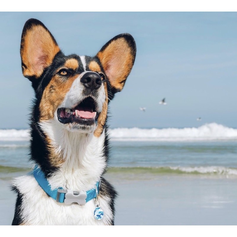 Red Dingo Vòng cổ cổ điển cho cún