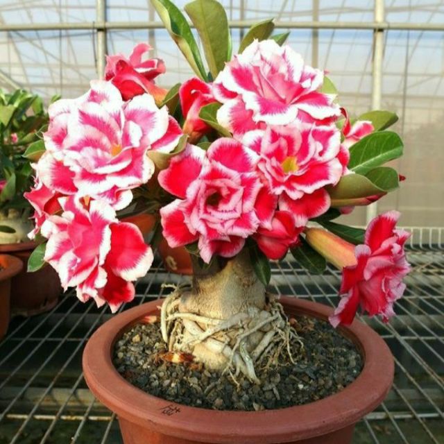 Cây hoa sứ Thái bonsai sum đẹp (cây đang hoa) có video