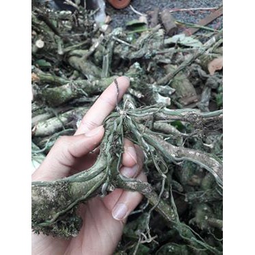4 cành Lan Căn diệp còn gọi là Đại diệp 4 cành đủ màu