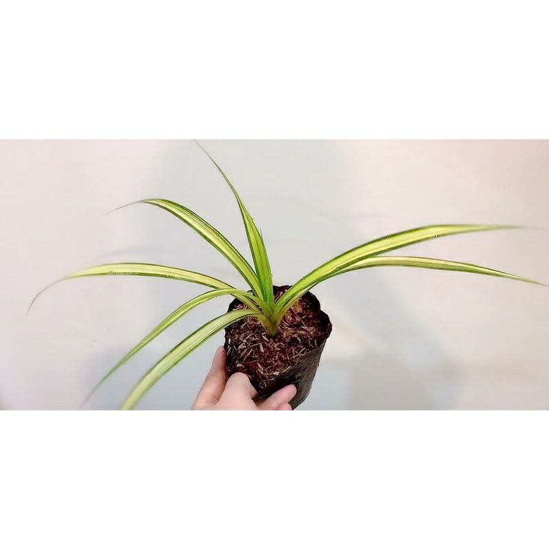 ♡♡♡ Cây Dứa vạn phát