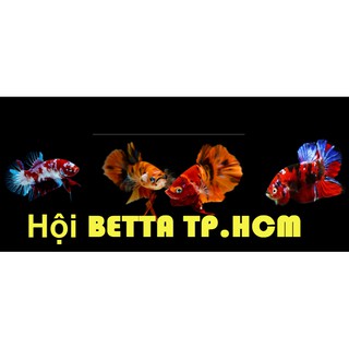 CÁM CÁ 10G KÈM BETTA NEMO GALAXY