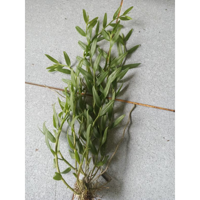 Cây giống  hoa lan Nghệ tâm
