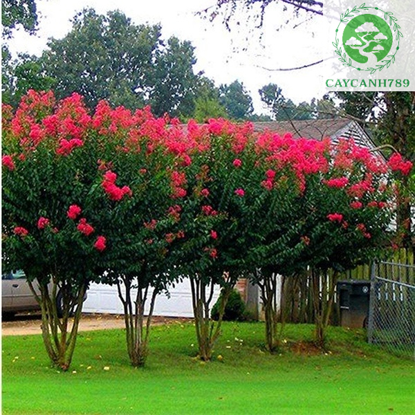 Cây Tường Vi Lá Xanh Hoa Đỏ Huyết Cao 80 - 100 Cm ( Ảnh Thật Số 2).