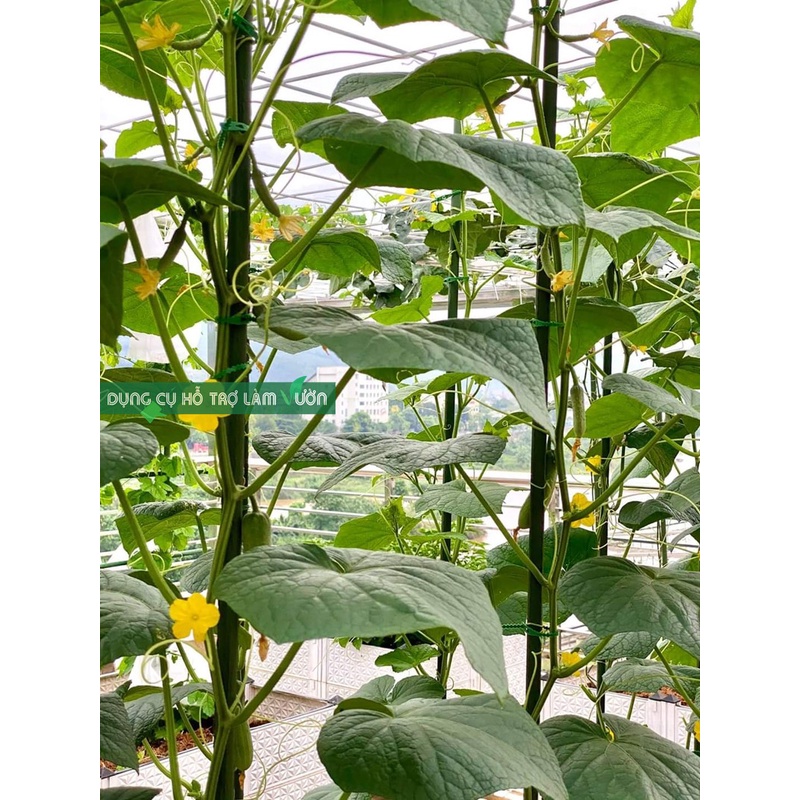 10 ống thép phi 20 dài 90cm -chuyên dùng làm giàn cho cây leo, cắm chống đỡ- ống thép bọc nhựa của nhật