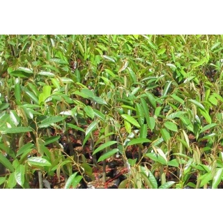 CÂY GIỐNG SẦU RIÊNG THÁI LAN