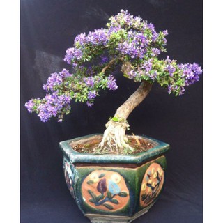 Linh sam 86 lá nhỏ dạng phôi