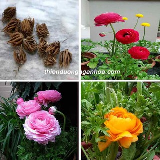 Combo 3 củ hoa hồng mao lương - 3 viên nén kích thích ươm củ