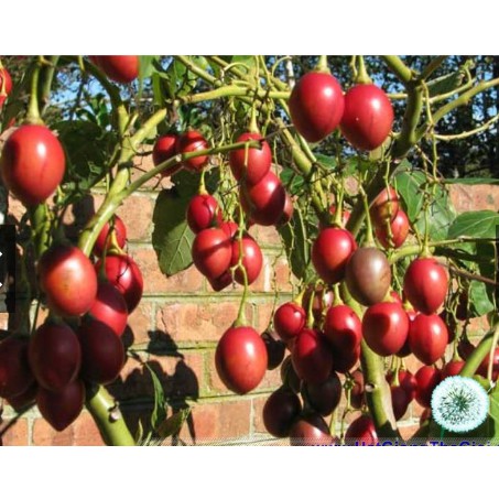 10h Hạt Giống Cà Chua Thân Gỗ Tamarillo Đỏ (A3.103| C3*W45)