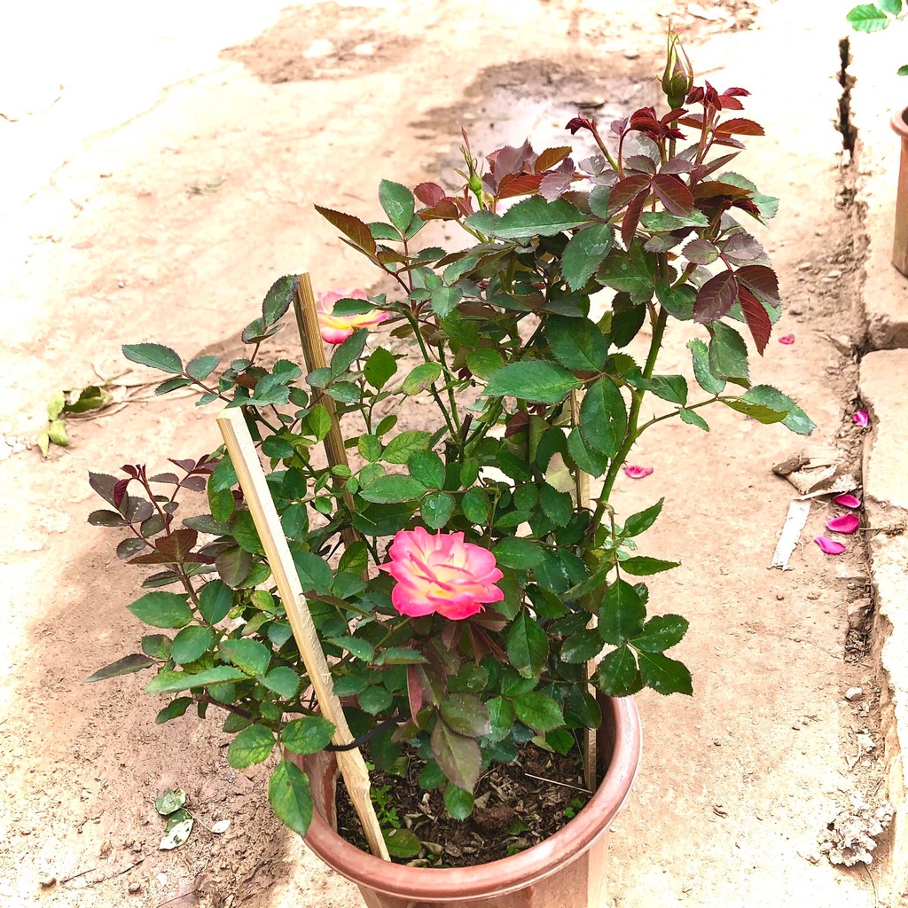 Cây hoa hồng đổi màu- Cây nguyên bản trưởng thành cao 60 cm đang nụ và hoa (Ảnh thật)