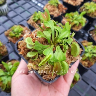 Cây bắt ruồi, Cây bẫy kẹp Flytrap Dentate x Bristle