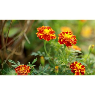 [GIÁ GỐC] Hạt giống hoa Cúc Vạn Thọ Pháp - 50 hạt